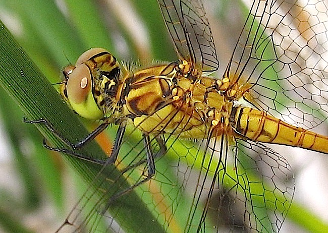 Parliamo di: Scheda Sympetrum striolatum